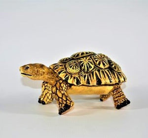 Medium star pattern tortoise