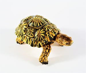 Medium star pattern tortoise