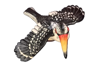 Hornbill magnet