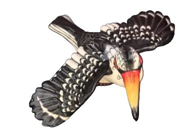 Hornbill magnet