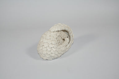 Small white curled pangolin