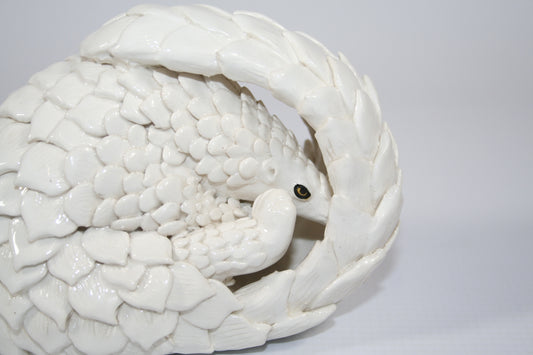 Small white curled pangolin