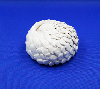 Small white pangolin rolled into ball 3