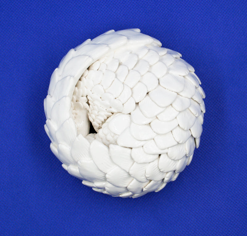 Small white pangolin rolled into ball 3