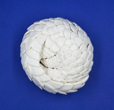 Small white pangolin rolled into ball 2