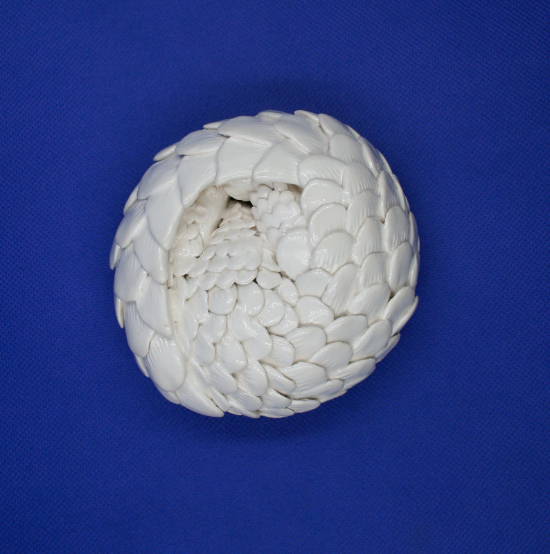 Small white pangolin rolled into ball 1