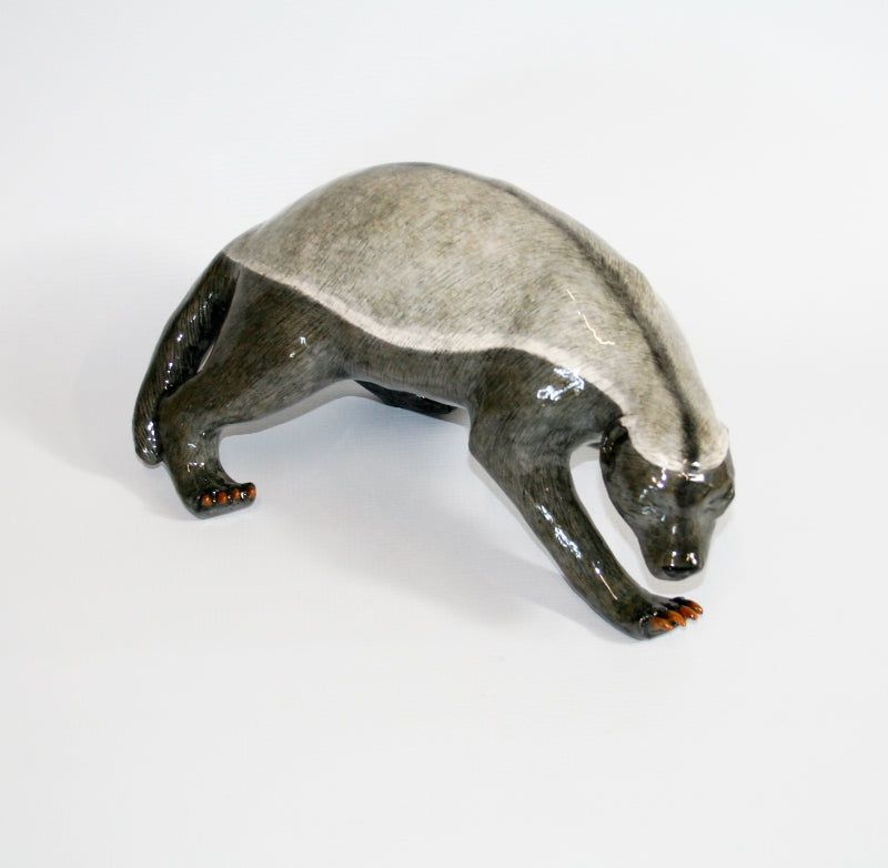 Honey Badger looking down