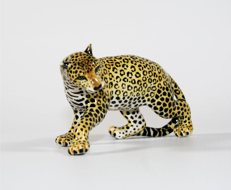 Medium Leopard crouched with head tilted left