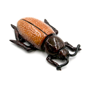 Light brown beetle with white spots