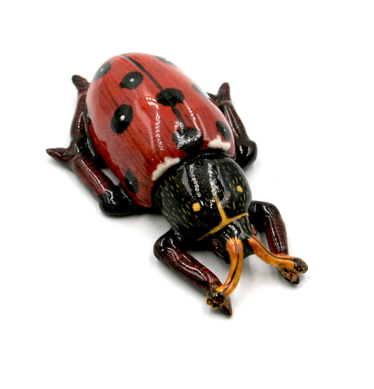 Lady beetle