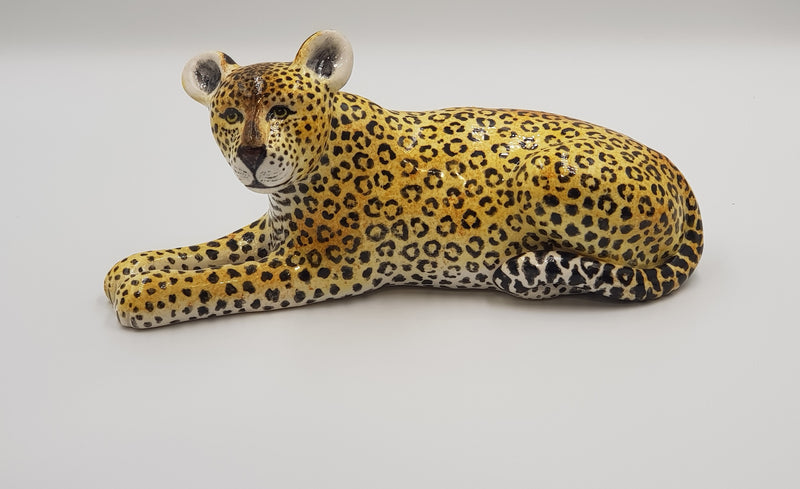 Leopard Lying Down