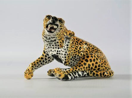 Striking leopard with twisted body & open mouth