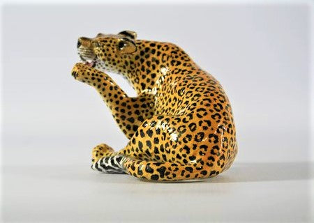 Striking leopard with twisted body & open mouth