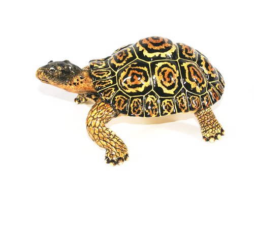 Medium leopard tortoise