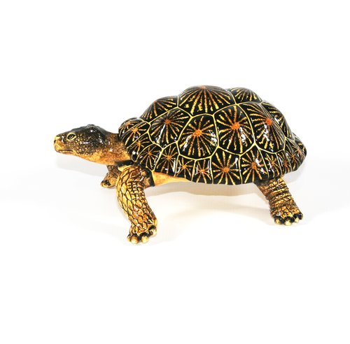 Medium tortoise