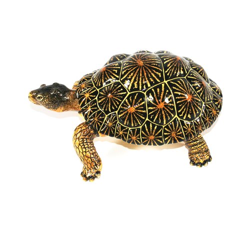 Medium tortoise